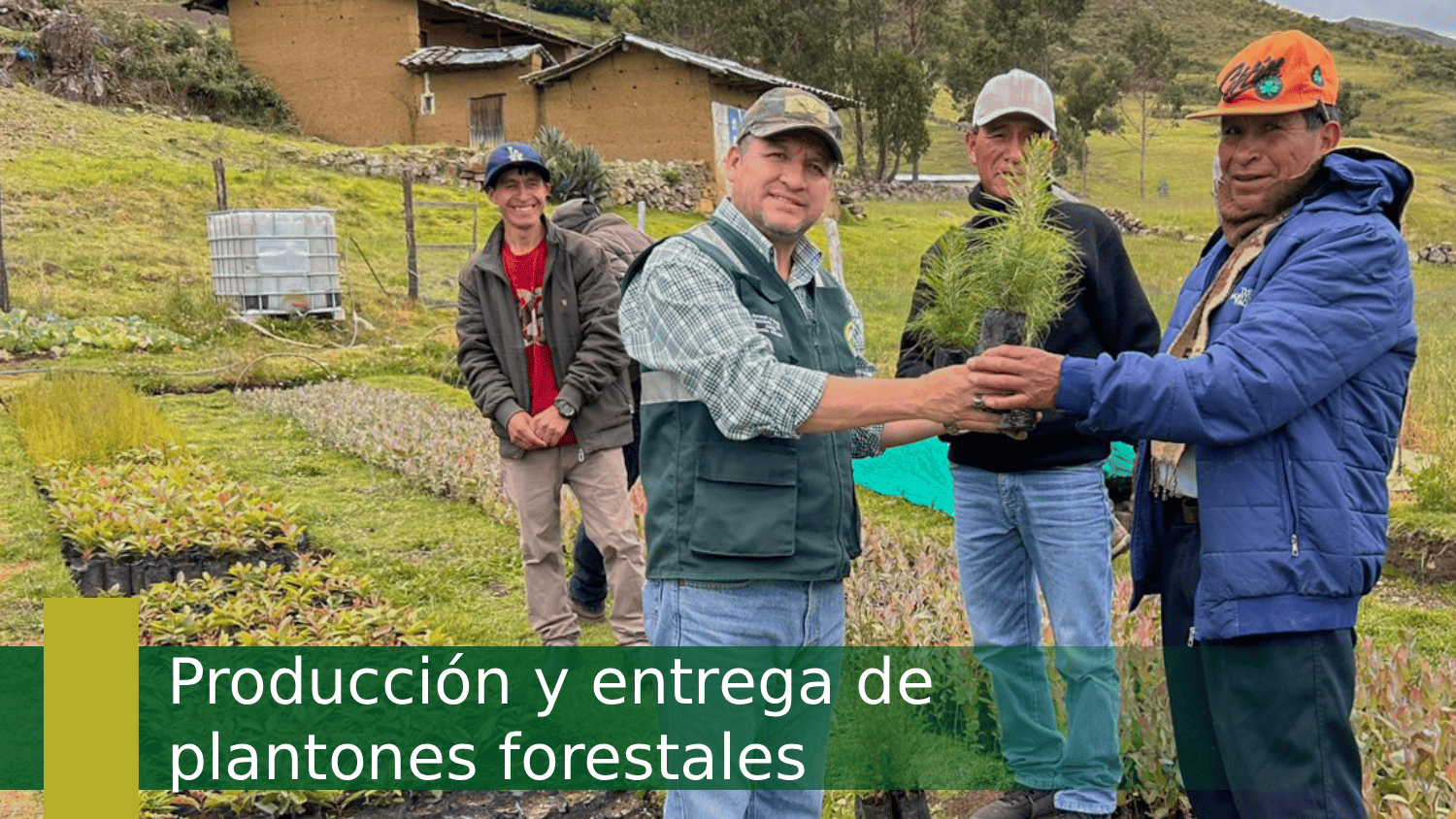 Producción y entrega de plantones forestales